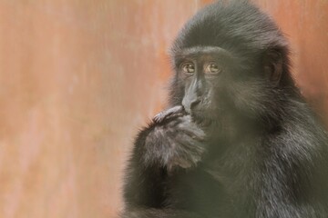 portrait of a young monkey looking forward curiously