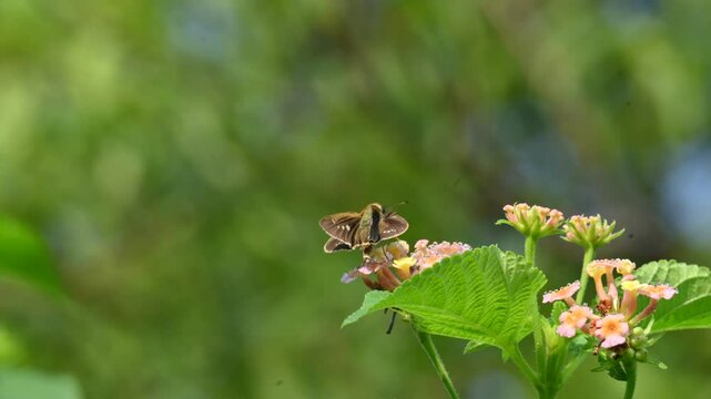 Pelopidas mathias butterfly. Its other names &nbsp;dark small branded swift,&nbsp;small branded swift,&nbsp;lesser millet skipper and &nbsp;black branded swift. This is a&nbsp;butterfly&nbsp;belonging to the family&nbsp;Hesperiidae. 