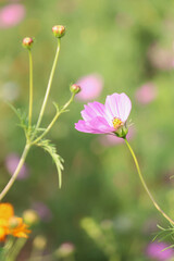 Obraz premium Pink cosmos flowers and leaves in the garden