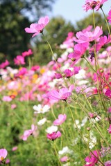 Pink cosmos flowers and leaves in the garden