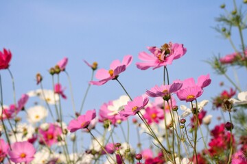Pink cosmos flowers and leaves in the garden