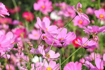 Pink cosmos flowers and leaves in the garden