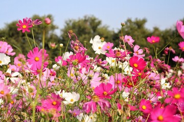 Pink cosmos flowers and leaves in the garden