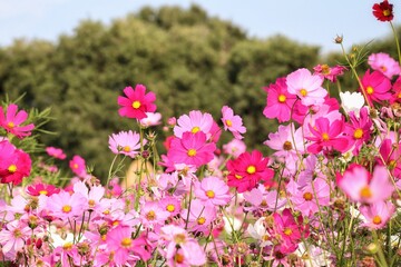 Pink cosmos flowers and leaves in the garden