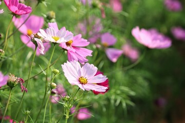Pink cosmos flowers and leaves in the garden