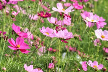 Fototapeta premium Pink cosmos flowers and leaves in the garden