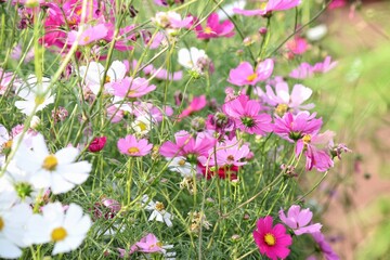 Fototapeta premium Pink cosmos flowers and leaves in the garden
