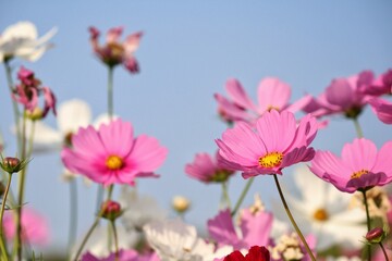 Pink cosmos flowers and leaves in the garden