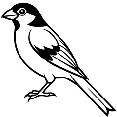 Fototapeta premium illustration of a Sparrow bird