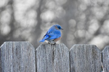 Eastern bluebird on a fence