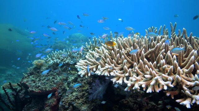 Scuba diving with coral reef fish schooling above healthy coral reef in the south Pacific	