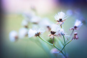 Wilting Wildflower with Mealybugs
