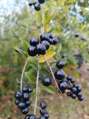 bunch of grapes, Black privet 
