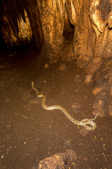 The Cuban Boa in a cave in Guanahacabibes National Park.