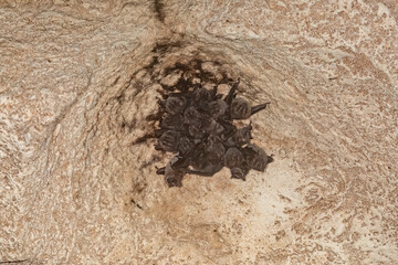 Jamaican fruit bats cling to the ceiling in a cave in Guanahacabibes National Park.