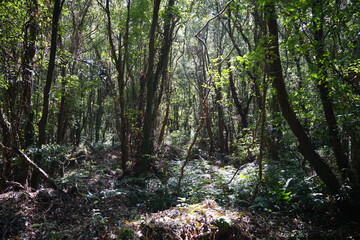 Fototapeta premium wild spring forest with old trees and vines