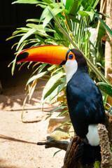 Toucan (Ramphastos toco), with its colorful feathers and beak