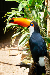 Toucan (Ramphastos toco), with its colorful feathers and beak
