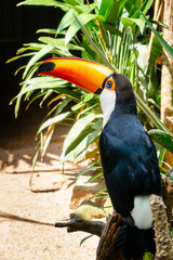 Toucan (Ramphastos toco), with its colorful feathers and beak