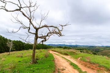 Dry tree next to the dirt road. Rural area of ​​the city of Cunha, Brazil