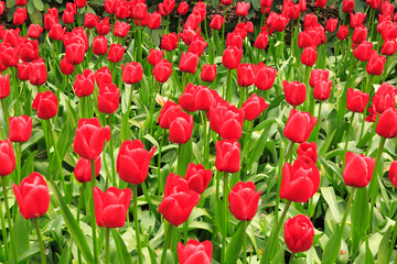 Netherlands, Flevoland. Dutch tulips in fields.
