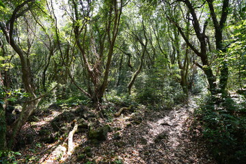 fine spring path in the delightful sunlight