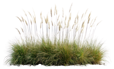 PNG Meadow grass background plants.