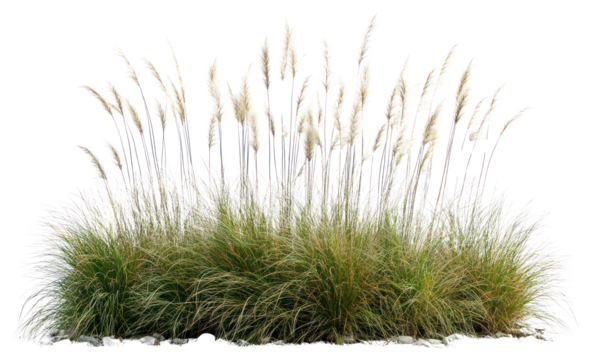 PNG Meadow grass background plants.