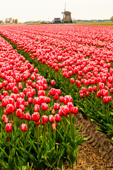 Netherlands, Flevoland. Dutch Tulip fields. Windmill in background.