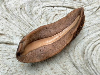 Close-up Laevicaulis alte, tropical leatherleaf, Siput Telanjang, or limus sakareut is a terrestrial pulmonary gastropod mollusk in the family Veronicellidae