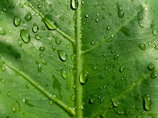 Abstract texture natural background of green taro leaves with dew on it
