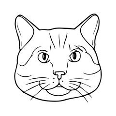 cat head line vector illustration
