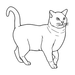 cat line vector illustration