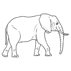 elephant line vector illustration