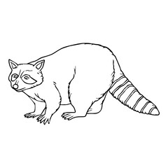 raccoon line vector illustration