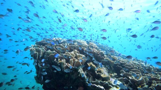 Fish schooling above pristine healthy hard coral reef