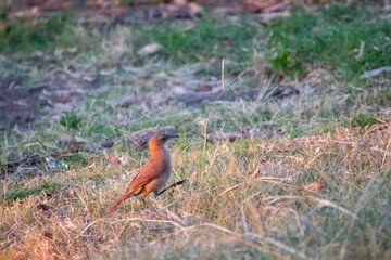Hornero en el campo