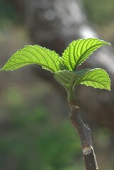El estado Guarico es predominantemente verde.
Arboles,grandes espacios cultivados,llanuras y pequeñas montañas.