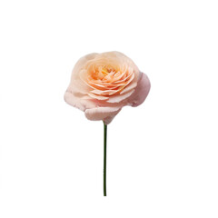 A close-up of a lovely flower against a white background 