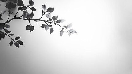 Monochrome Branch Silhouette With Delicate Leaves Against A Light Background