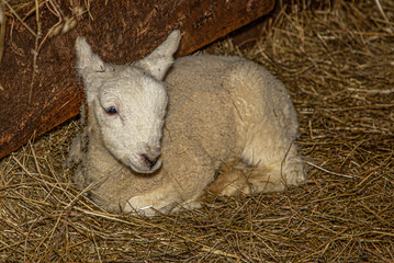Canada, Nova Scotia, Cape Breton. Lamb resting on sheep farm