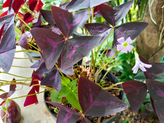 Close-up of Oxalis triangularis, purple shamrocks, or Calincing kupu with unique leaf shape and...