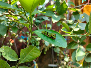 Close up of Papilio Demoleus caterpillar, Papilio demodocus caterpillar, or Ulat Keket  on a lime leaf in the garden