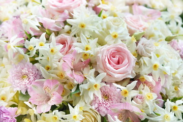 Delicate blooming festive daffodils, roses and eustomas, blossoming light pink summer flowers bright background, bouquet floral card, selective focus, shallow focus