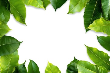 Fototapeta premium Chopped parsley arranged in a circular frame, on a white background with copy space in the middle for text