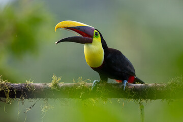 Fototapeta premium The yellow-throated toucan (Ramphastos ambiguus). Wildlife from Costa Rica, tropical bird. Toucan sitting on the branch in the forest, green vegetation. Nature travel holiday in central America. 