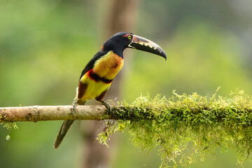 Toucan Collared Aracari, Pteroglossus torquatus, bird with big bill. Toucan sitting on the moss branch in the forest, Boca Tapada, Costa Rica. Nature travel in central America