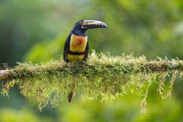 Toucan Collared Aracari, Pteroglossus torquatus, bird with big bill. Toucan sitting on the moss branch in the forest, Boca Tapada, Costa Rica. Nature travel in central America