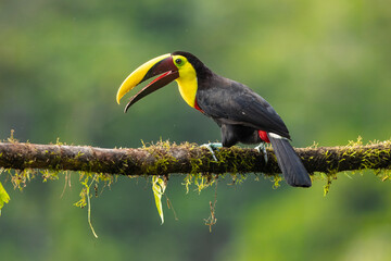 The yellow-throated toucan (Ramphastos ambiguus). Wildlife from Costa Rica, tropical bird. Toucan sitting on the branch in the forest, green vegetation. Nature travel holiday in central America. 