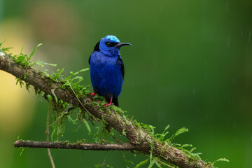 The red-legged honeycreeper (Cyanerpes cyaneus) is a small songbird species in the tanager family (Thraupidae).